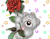 Confused Bear And Roses