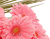 Pink Flowers 03