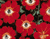 العينين الزهور الحمراء