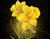 Yellow Flower 02