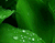 Green Leaf 01