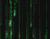 Matrix Animated Wallpapers