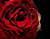 Red Velvet Roses
