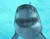 القرش مخيف 01