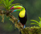 Toucan Bird 2