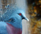 Crowned Pigeon Bird
