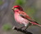 Rose Red Colored Bird