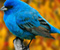 Blue Bird 01