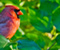 Northern Cardinal Birds Cool