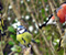 Confused Colorful Birds