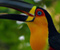 Toucan Beautiful Bird