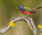 Animals Colorfull Bird