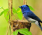 Small Cute Blue Bird On A Nest