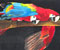 parrot 01