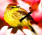 yellow goldfinch