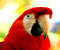 red parrot 1