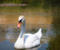 Beautiful Swan on Lake